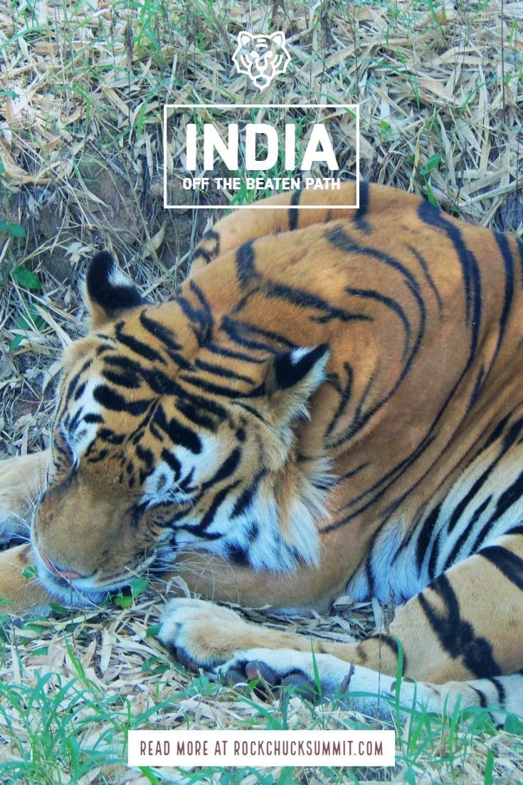 Off the beaten path India - Visit Tigers