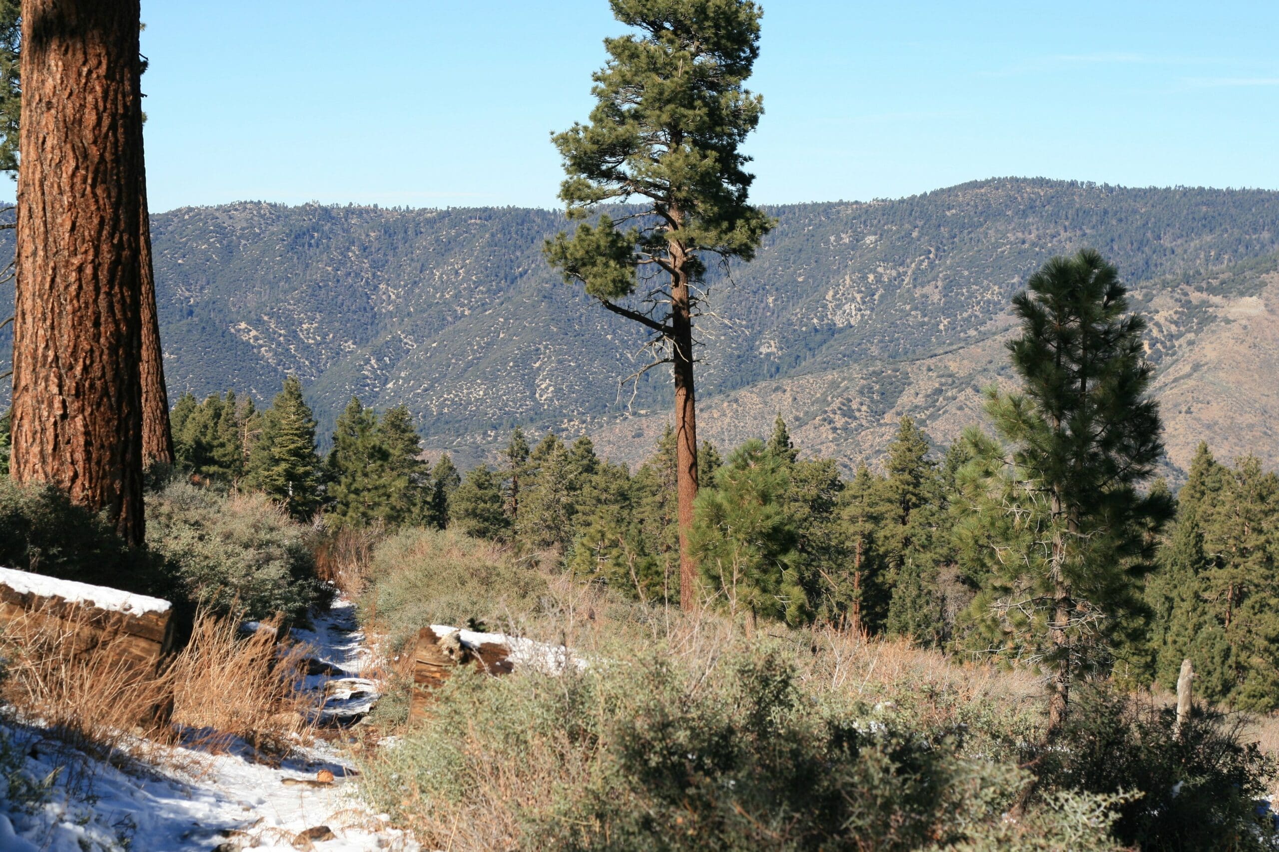 San Gorgonio South Fork Trail