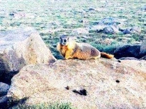 White Mountain marmot