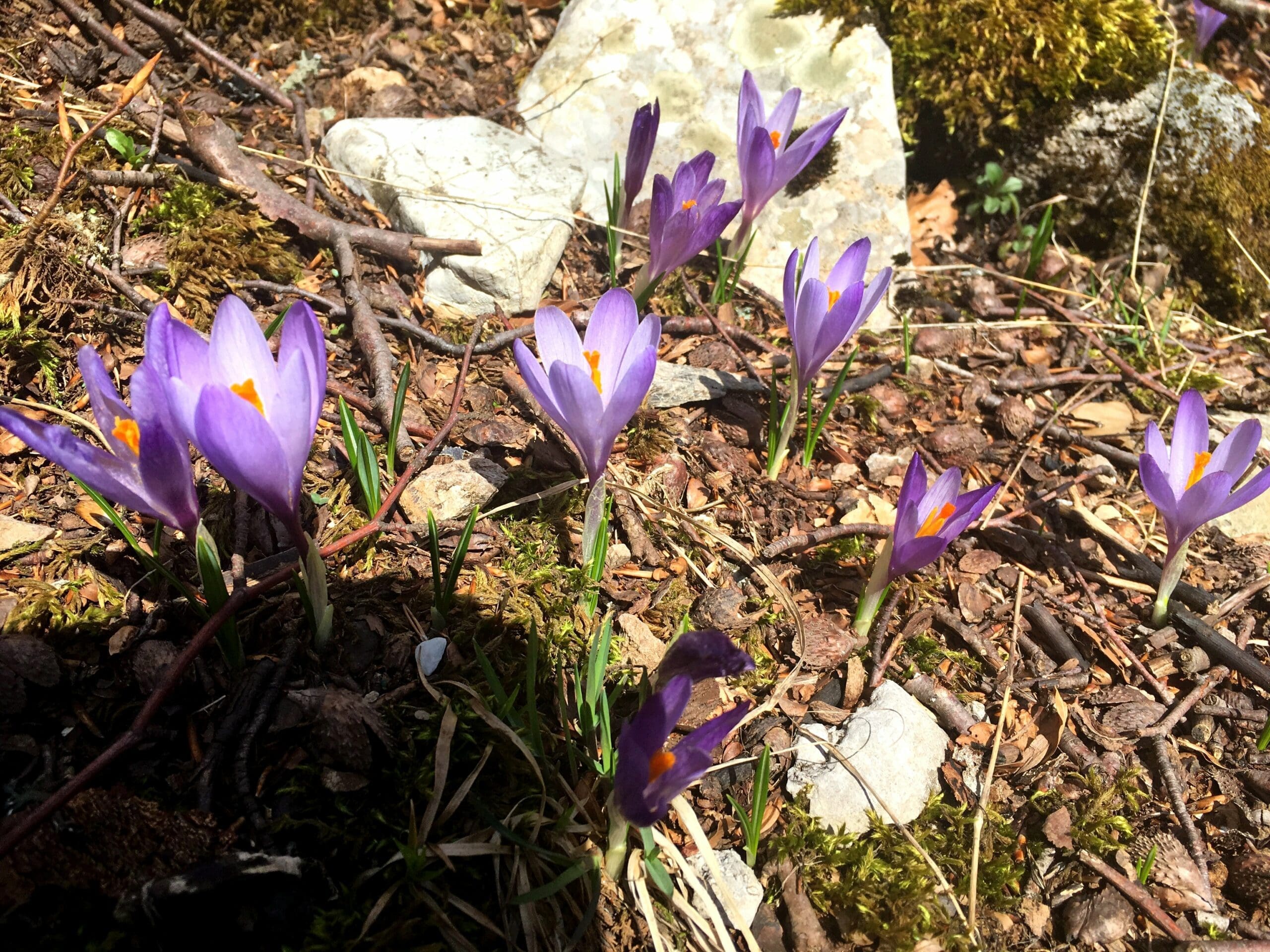 crocuses growing in Crveni Kuk