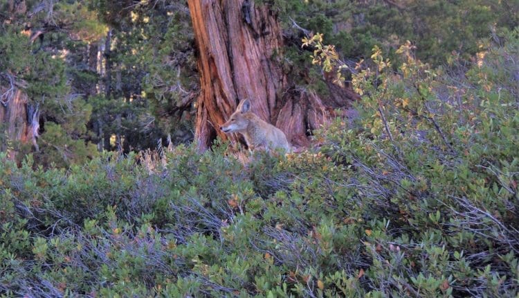 Eastern Sierras hiking