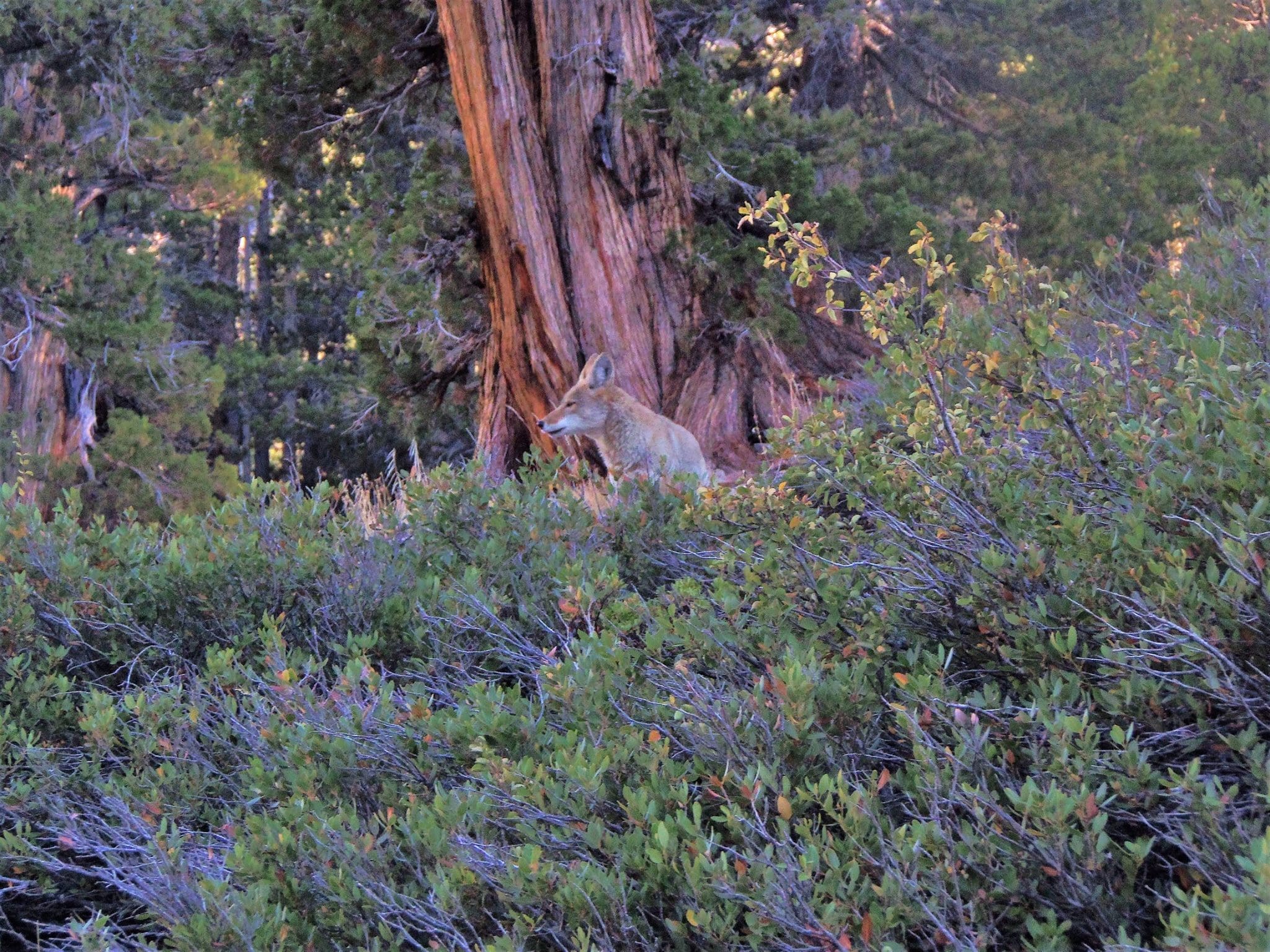 Eastern Sierras hiking