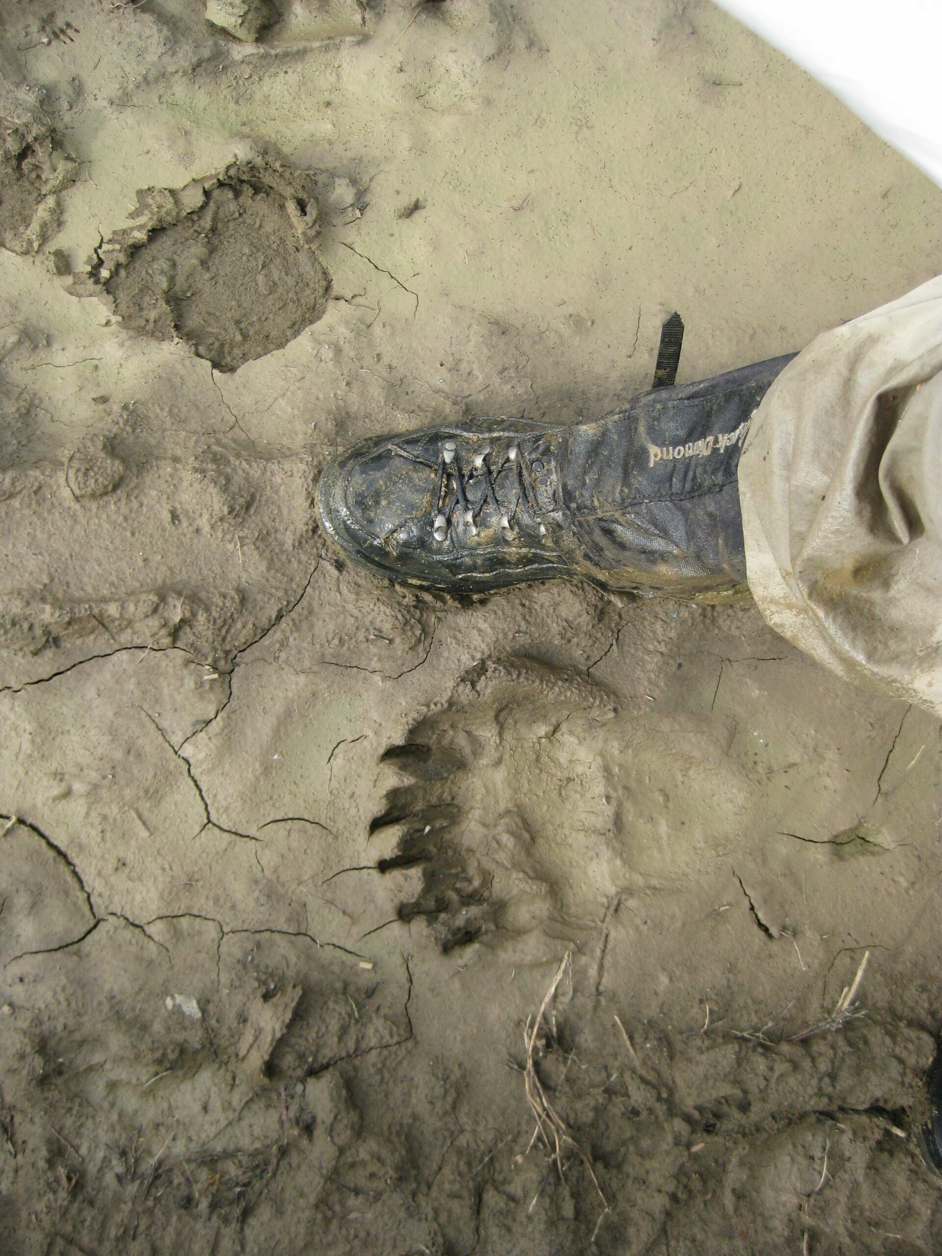 Chitna Pass bear footprints