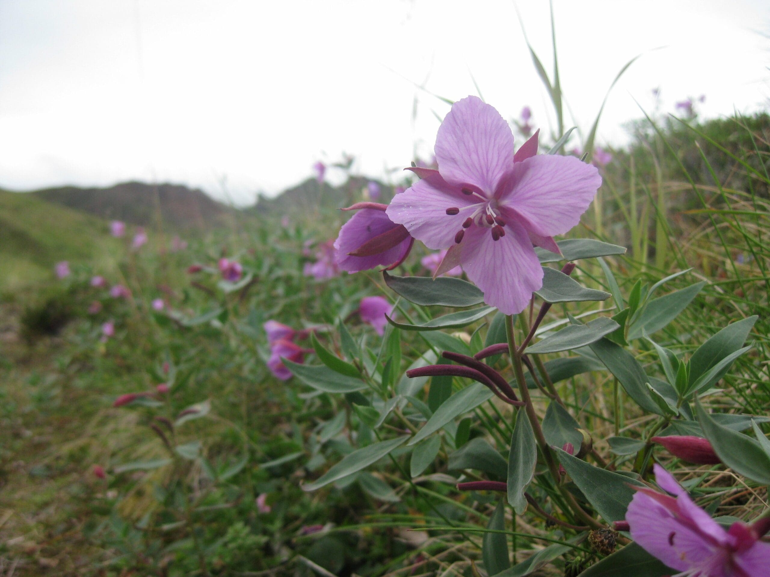 Chitna Pass flowers