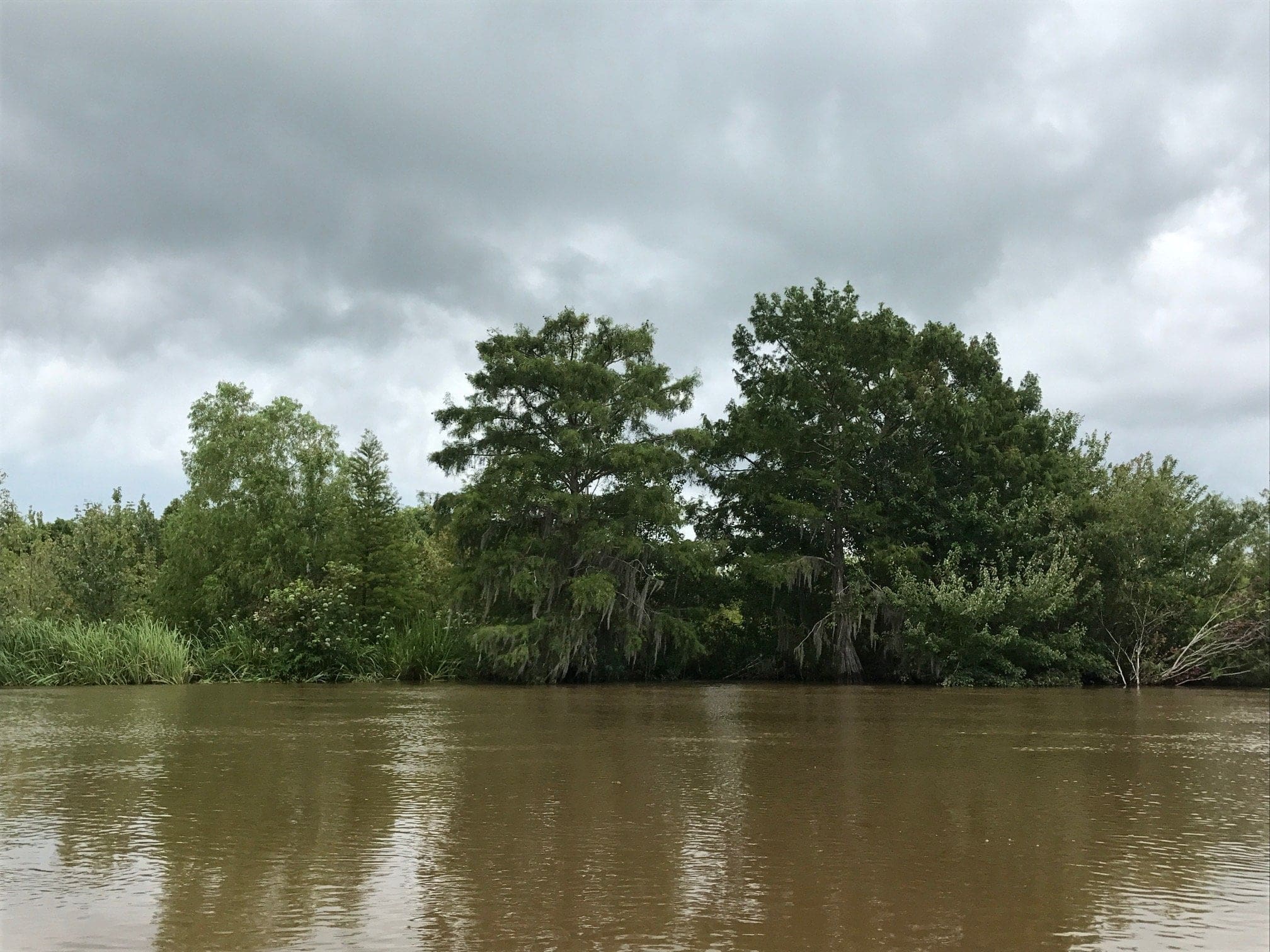 honey island swamp tour