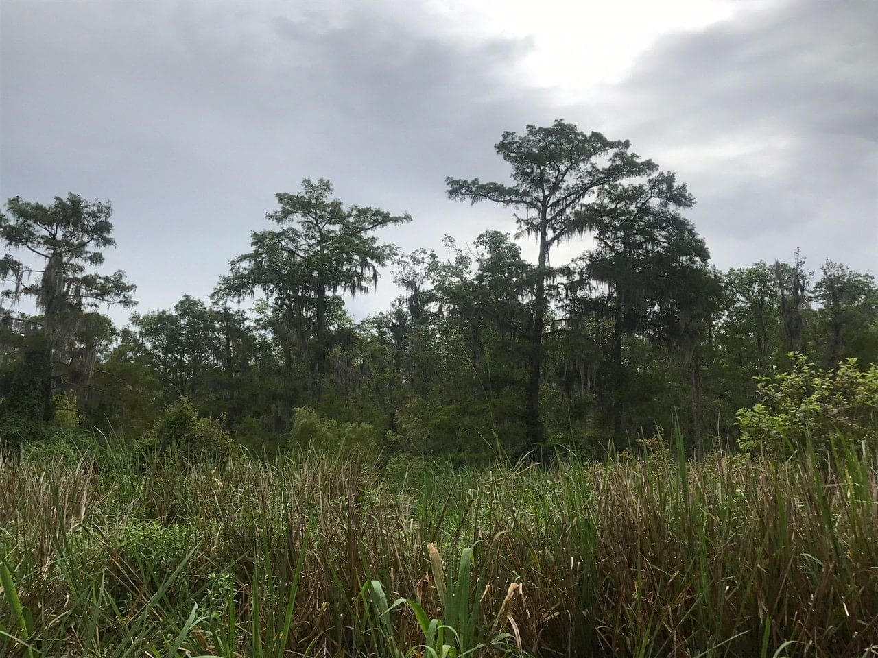 honey island swamp tour