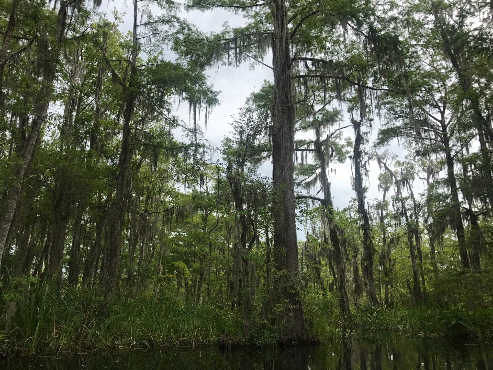 honey island swamp tour