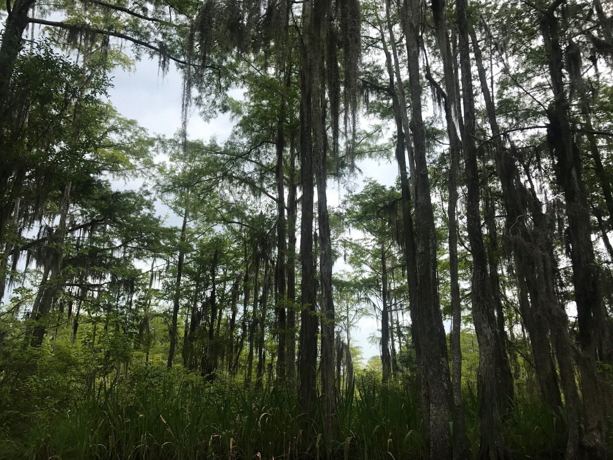 honey island alligator swamps