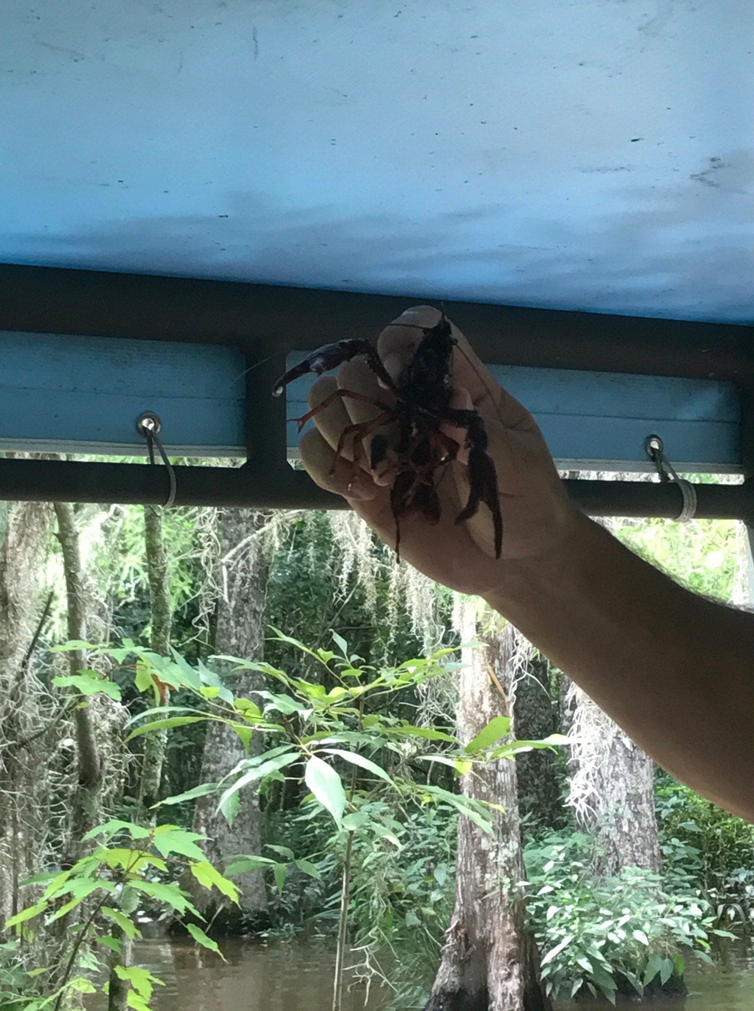 honey island alligator swamps crawfish