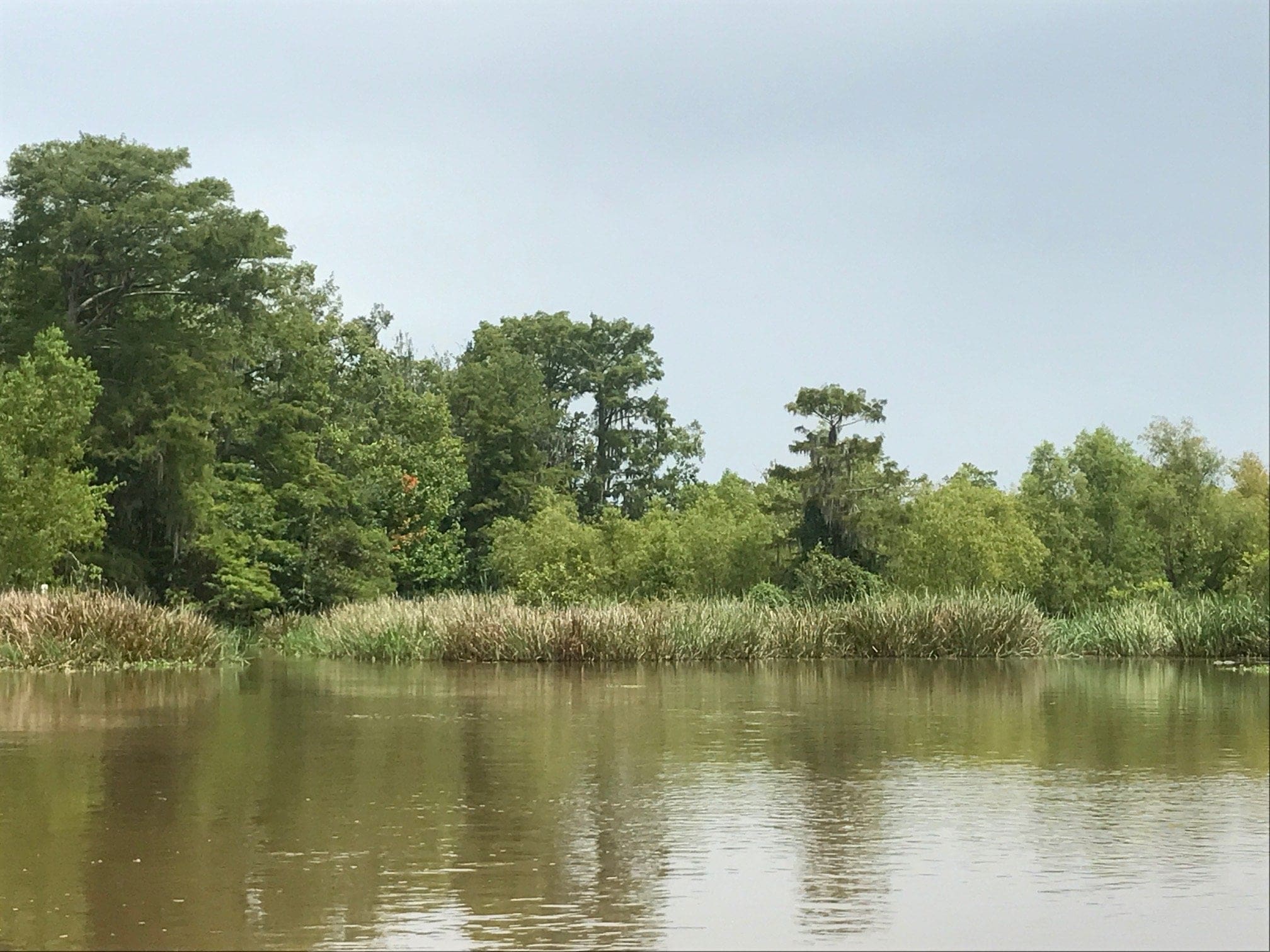 honey island alligator swamps