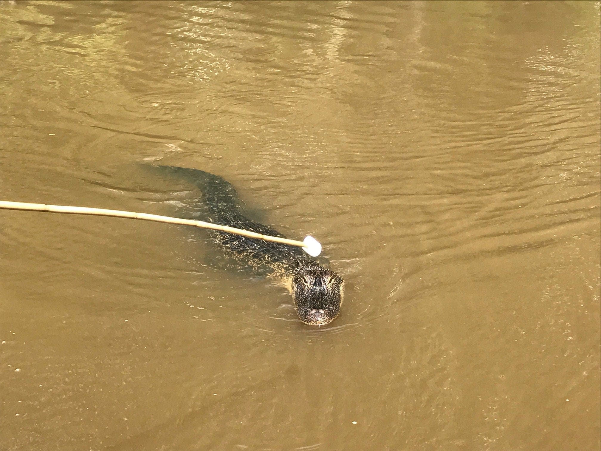 honey island alligator swamps