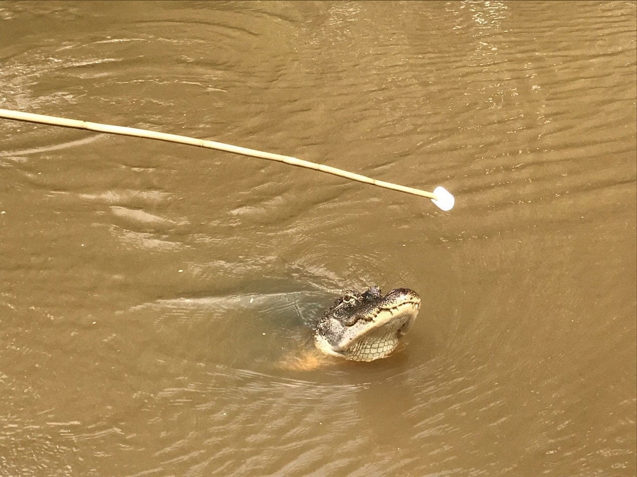 honey island alligator swamps