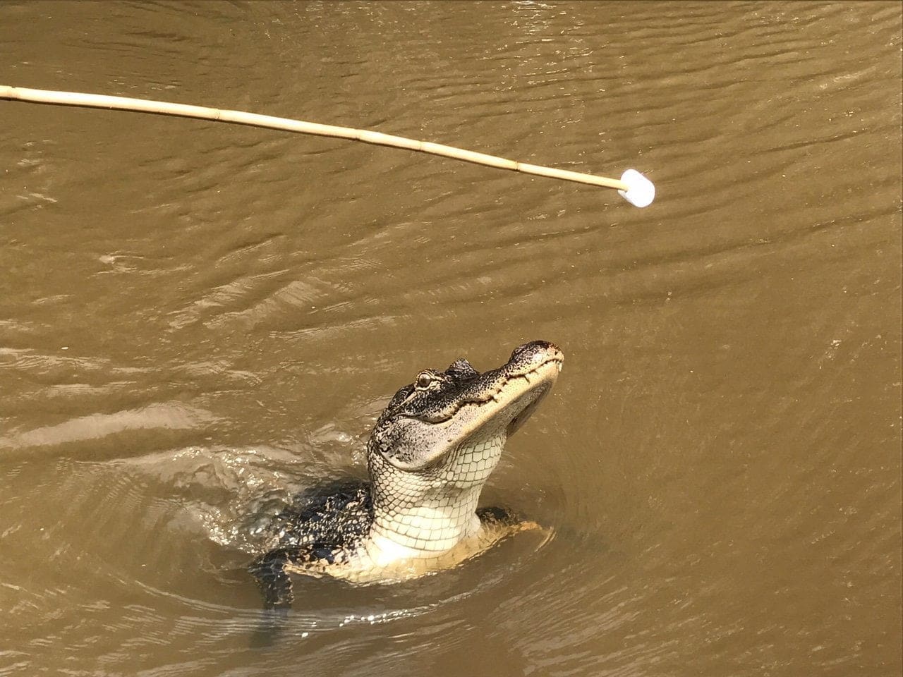 honey island alligator swamps