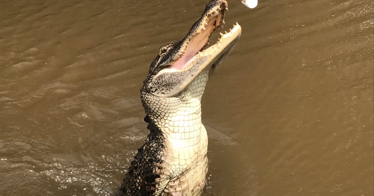 honey island swamp alligator
