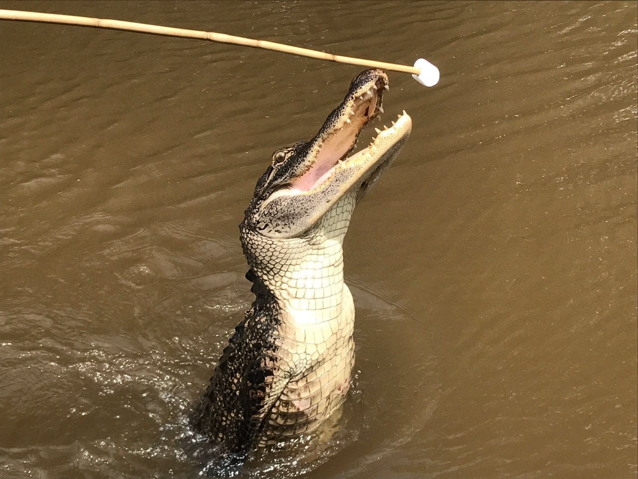 honey island alligator swamps