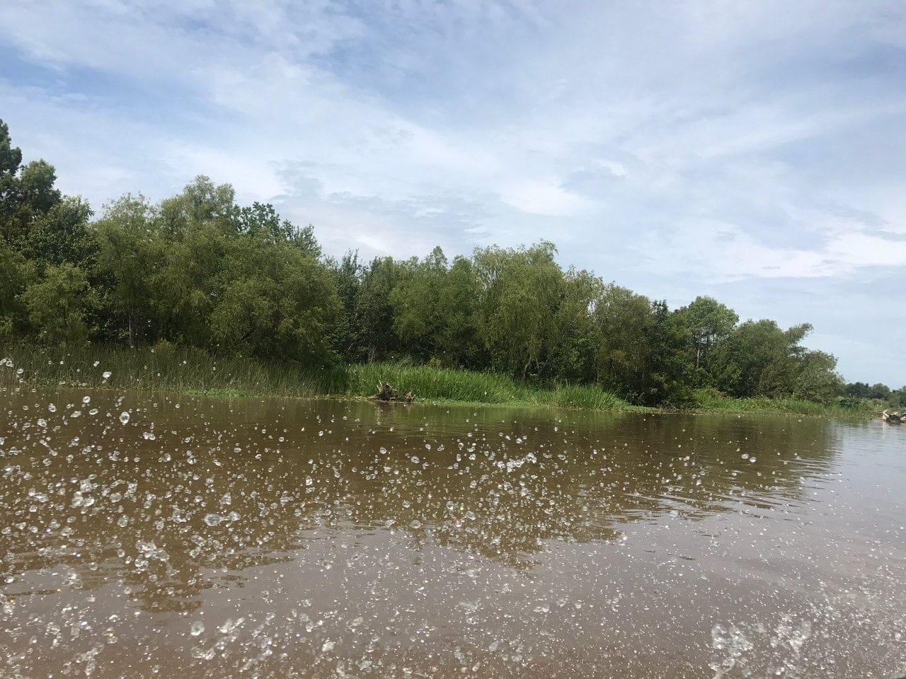 honey island alligator swamps