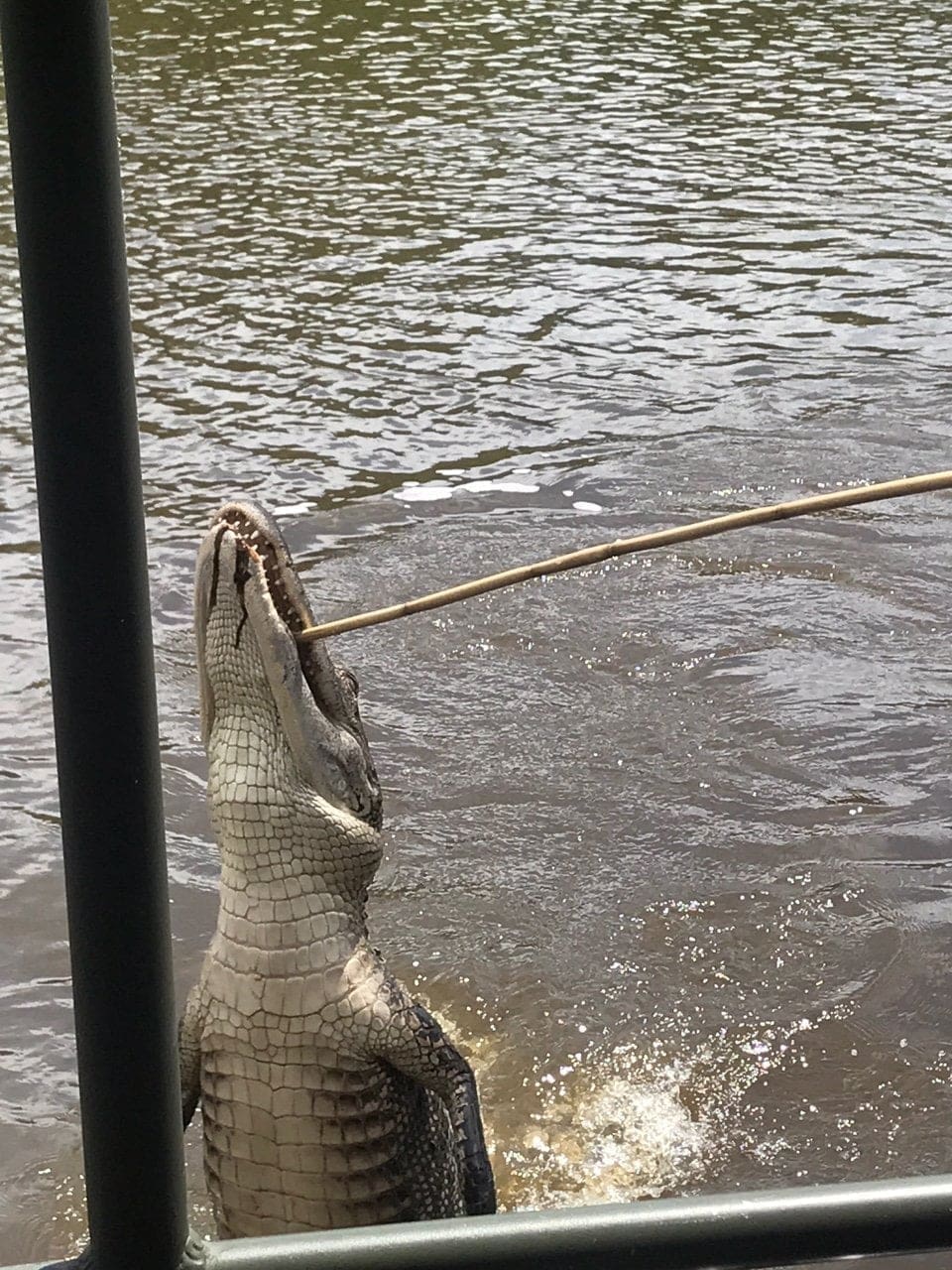 honey island alligator swamps