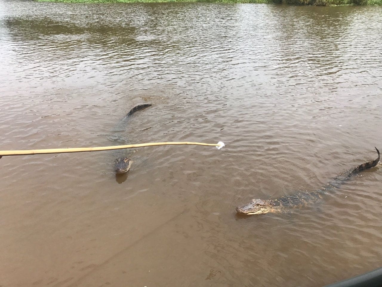 honey island alligator swamps