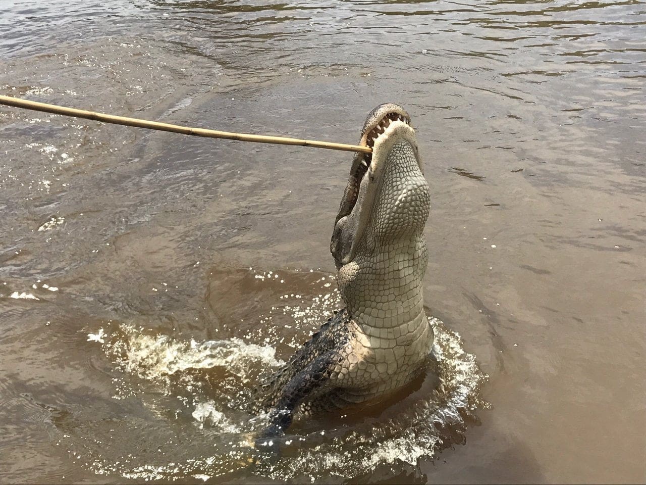 honey island alligator swamps