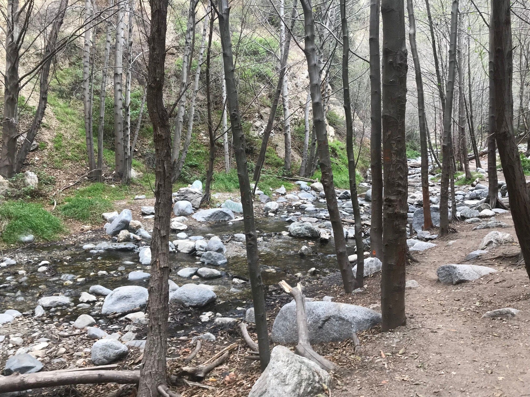 eaton canyon forrest