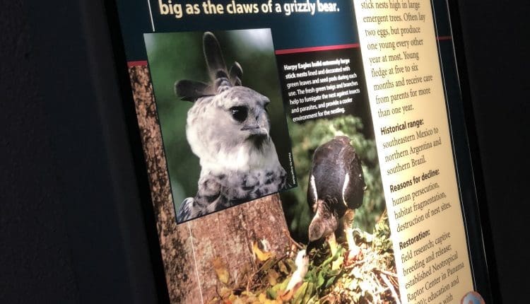 Harpy Eagle