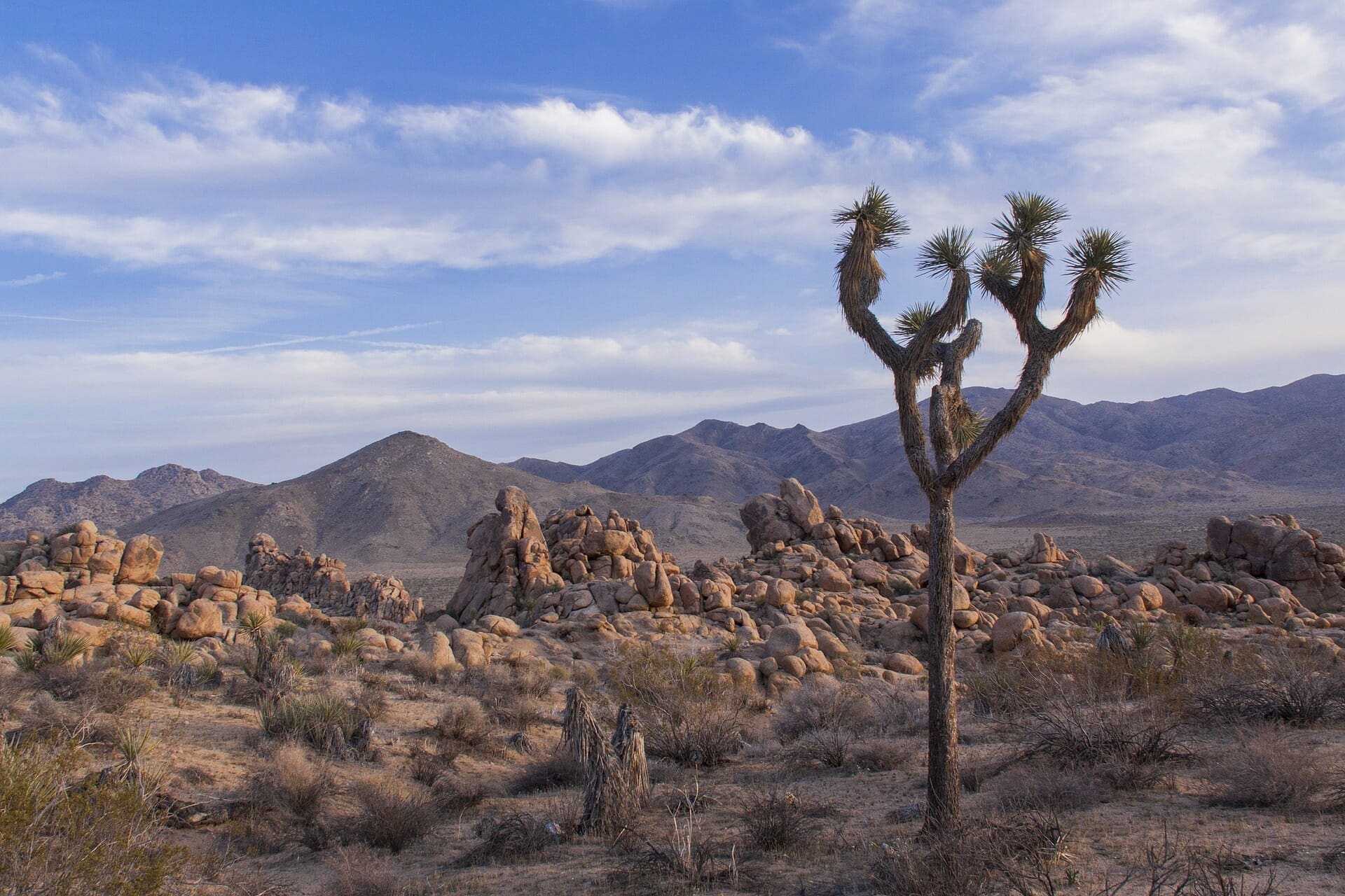 Best National Parks - Joshua Tree Park