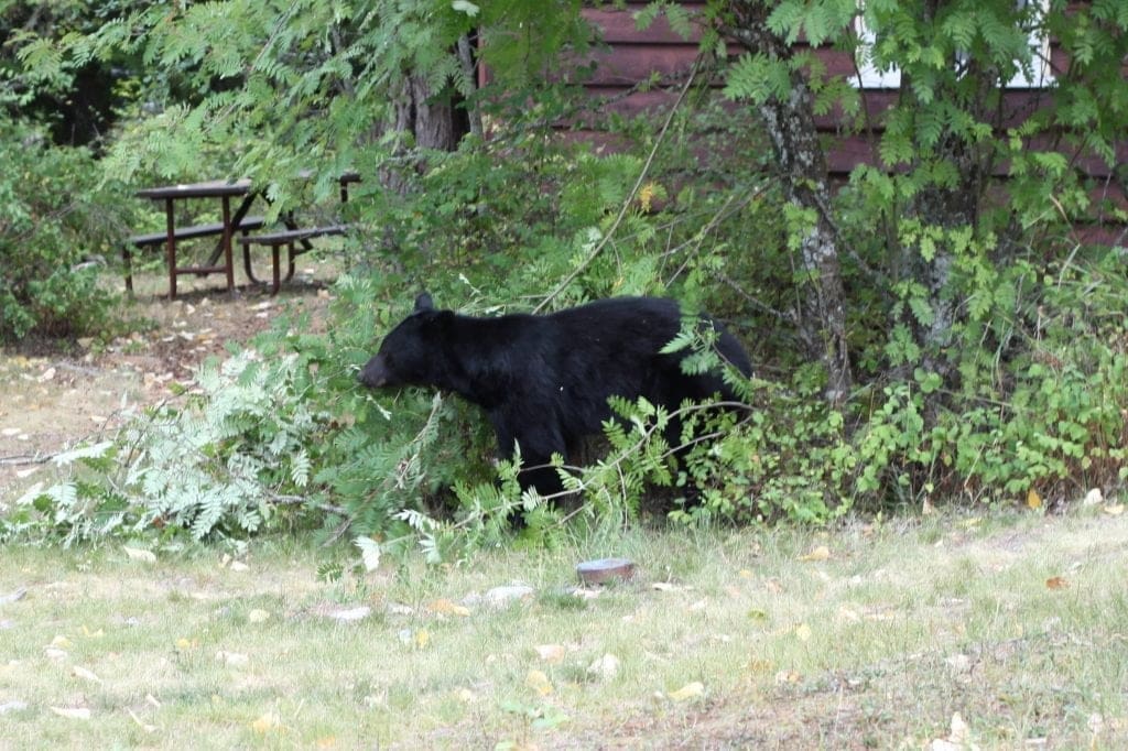 Black Bear Glacier National Park