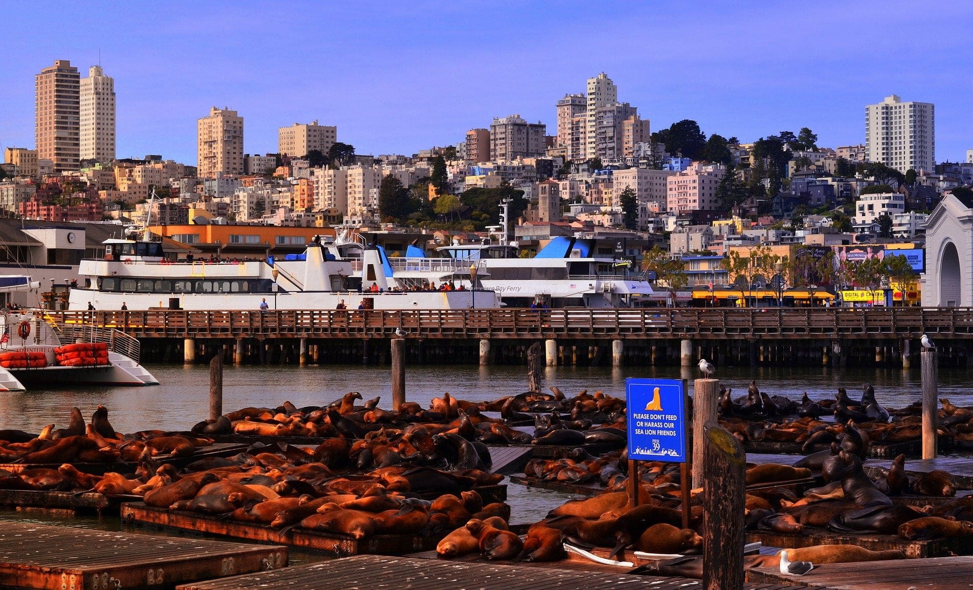 Jetée 39 Sea Lions San Francisco