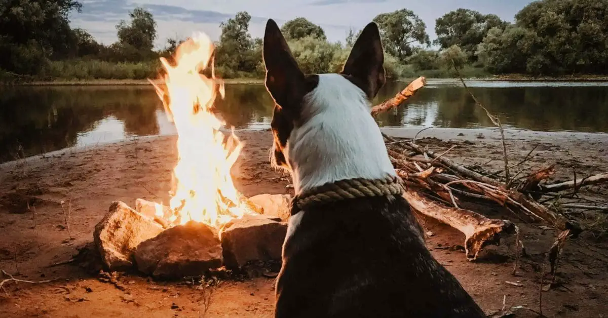 Dog by Firepit