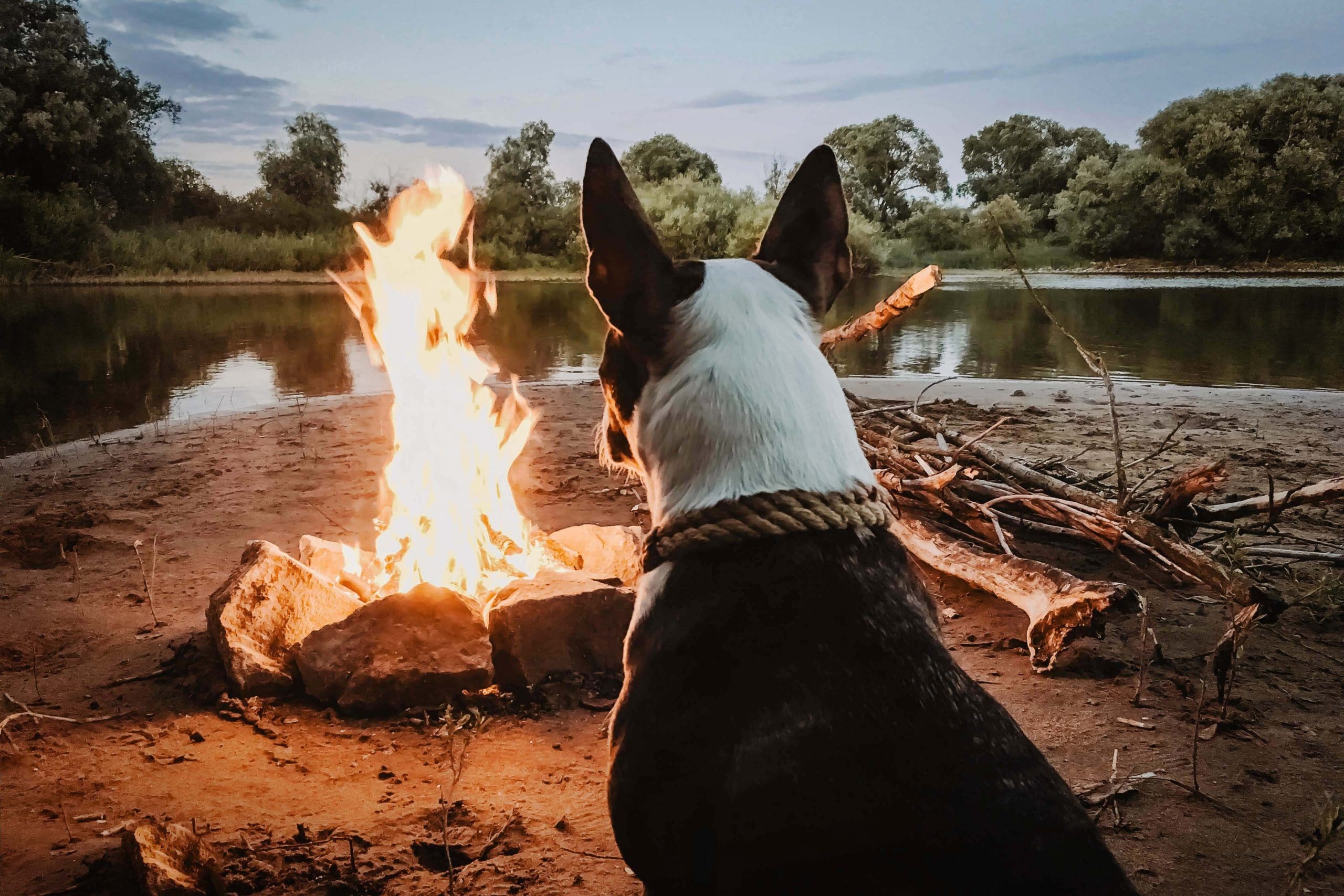 Dog by Firepit